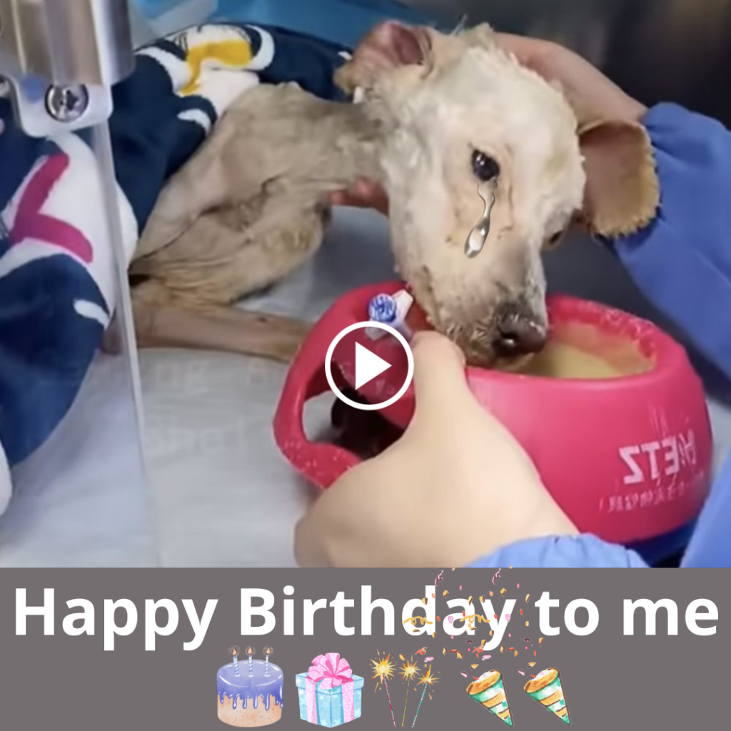 A Heartbreaking Birthday: The Abandoned Dog Left to Languish Alone ...
