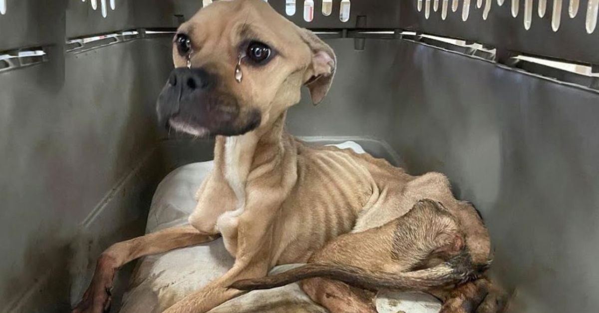Brighe's miraculous journey: A poor abandoned dog, without food, only ...
